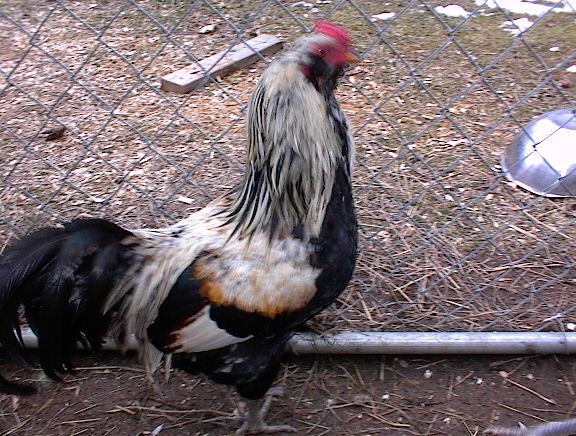 Blackbeard, a silver colored Easter Egger rooster
